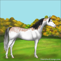 Horse Color:Bay Ice Roan Splash 