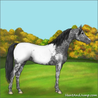 Horse Color:Black Ice Appaloosa 