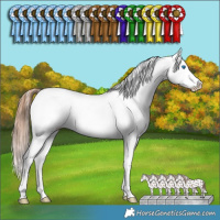 Horse Color:Bay Splash Fewspot Rabicano 