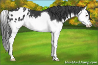 Horse Color:Black Splash Appaloosa 