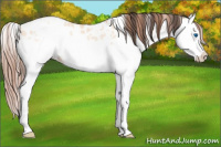 Horse Color:White Spotted Amber Champagne Dun Splash Appaloosa Rabicano