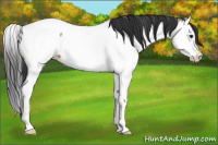 Horse Color:Brown Ice Splash Appaloosa 