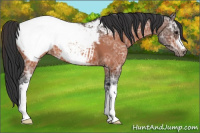 Horse Color:Brown Ice Appaloosa 