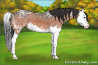 Horse Color:Brown Ice Splash