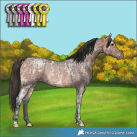 Horse Color:Bay Ice Roan Rabicano 