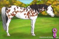 Horse Color:Brown Splash Near Leopard 