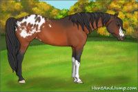 Horse Color:Brown Appaloosa