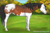 Horse Color:Brown Roan Splash Appaloosa 