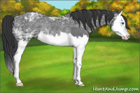 Horse Color:Blue Ice Roan Splash Varnish Rabicano 