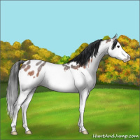 Horse Color:Brown Roan Splash Near Leopard 
