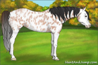 Horse Color:Bay Ice Roan Splash Appaloosa Rabicano