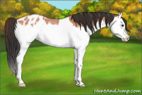 Horse Color:Bay Roan Splash Appaloosa Rabicano 