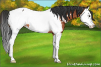 Horse Color:Bay Splash Appaloosa