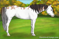 Horse Color:Bay Roan Splash Appaloosa 