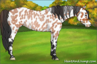 Horse Color:Bay Roan Leopard Rabicano 