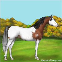 Horse Color:Bay Roan Splash Near Fewspot Rabicano 