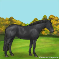 Horse Color:Black Appaloosa Rabicano 