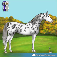 Horse Color:Black Splash Appaloosa Rabicano 