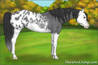 Horse Color:Blue Roan Splash Blanket Rabicano 