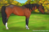 Horse Color:Brown Roan 