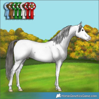 Horse Color:Blue Roan Fewspot 