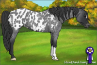 Horse Color:Blue Roan Near Leopard 