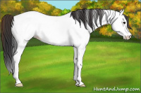 Horse Color:Bay Roan Splash Appaloosa Rabicano 