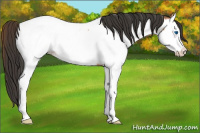 Horse Color:Bay Roan Splash Appaloosa Rabicano 