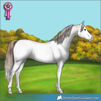 Horse Color:Bay Splash Appaloosa 