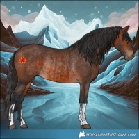 Horse Color:Brown Rabicano  and Brown Rabicano 