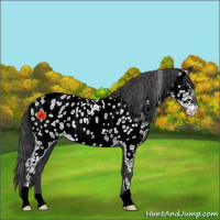 Horse Color:Black Near Leopard Rabicano 