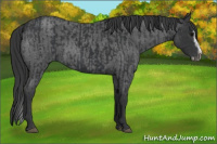 Horse Color:Black Splash Frame  and Blue Roan Splash Frame 