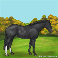 Horse Color:Black Varnish Rabicano 