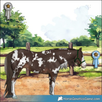 Horse Color:White Spotted Liver Chestnut 