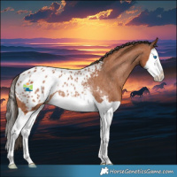 Horse Color:Bay Splash Appaloosa Rabicano 