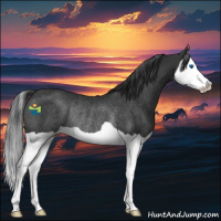 Horse Color:Black Splash Rabicano 