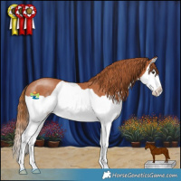 Horse Color:Chestnut Splash Rabicano 
