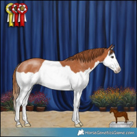 Horse Color:Chestnut Splash Rabicano 