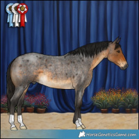 Horse Color:Gray Buckskin Roan 