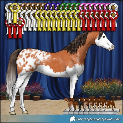 Horse Color:Bay Sabino Splash Appaloosa 