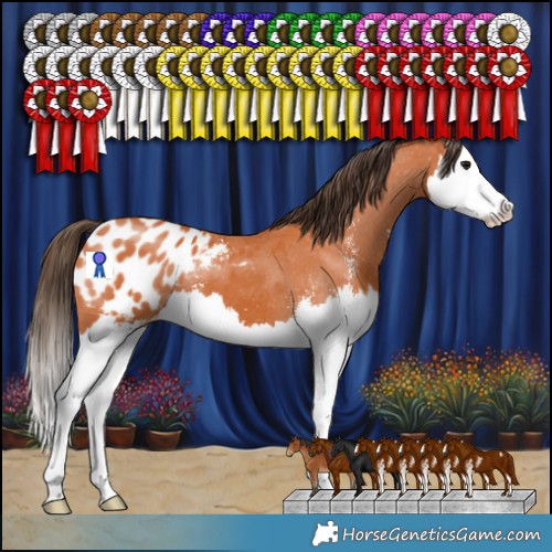 Horse Color:Bay Sabino Splash Appaloosa 