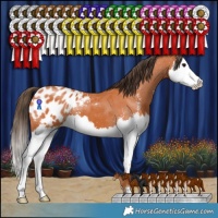 Horse Color:Bay Sabino Splash Appaloosa 