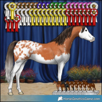 Horse Color:Bay Sabino Splash Appaloosa 