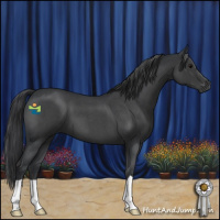 Horse Color:Blue Roan 