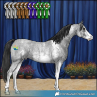 Horse Color:White Spotted Blue Roan 