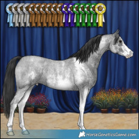 Horse Color:White Spotted Blue Roan 