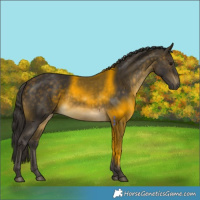 Horse Color:Buckskin Sabino 