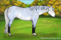 Horse Color:Gray Silver Smoky Grullo Chinchilla 