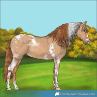 Horse Color:Red Dun Tobiano 