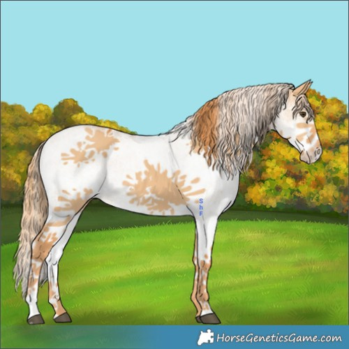 Horse Color:White Spotted Red Dun 